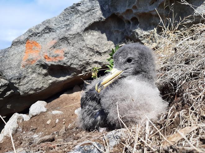 World Albatross Day