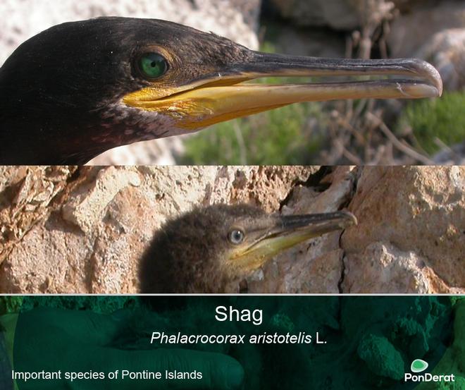 Shag (adult and young) (Photo Nicola Baccetti)