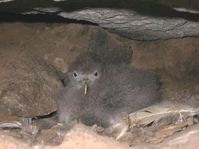 Webcams on nests in a rat-free island, Zannone