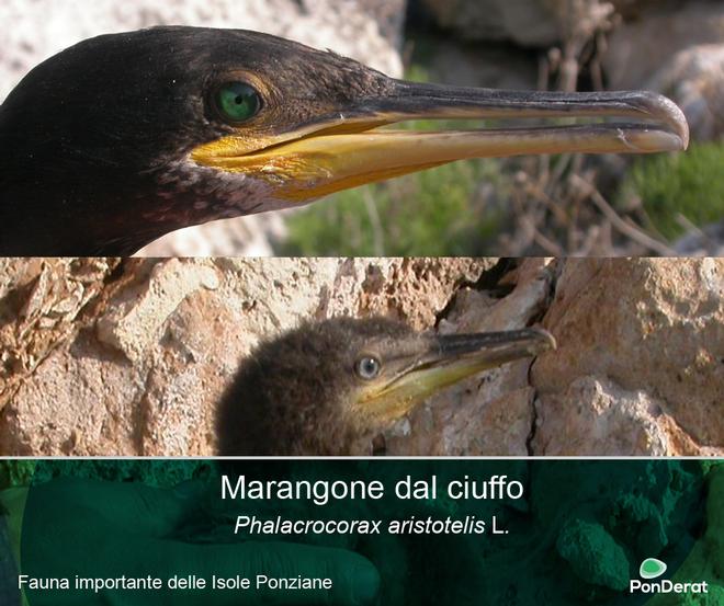 Fauna importante delle Isole Ponziane - il Marangone dal ciuffo