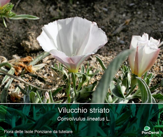 Flora da tutelare nelle Isole Ponziane - Il vilucchio striato