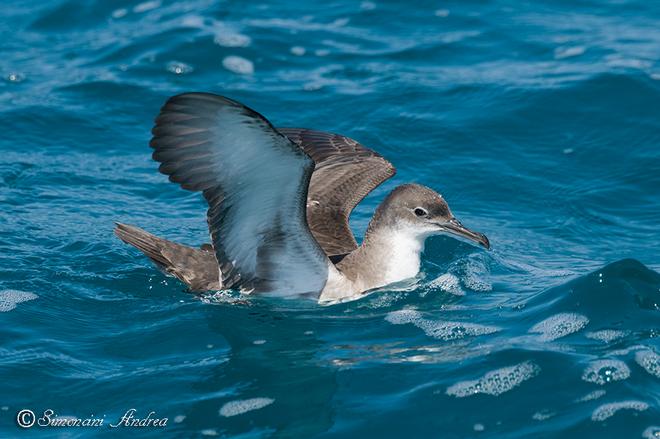 World Seabird Day