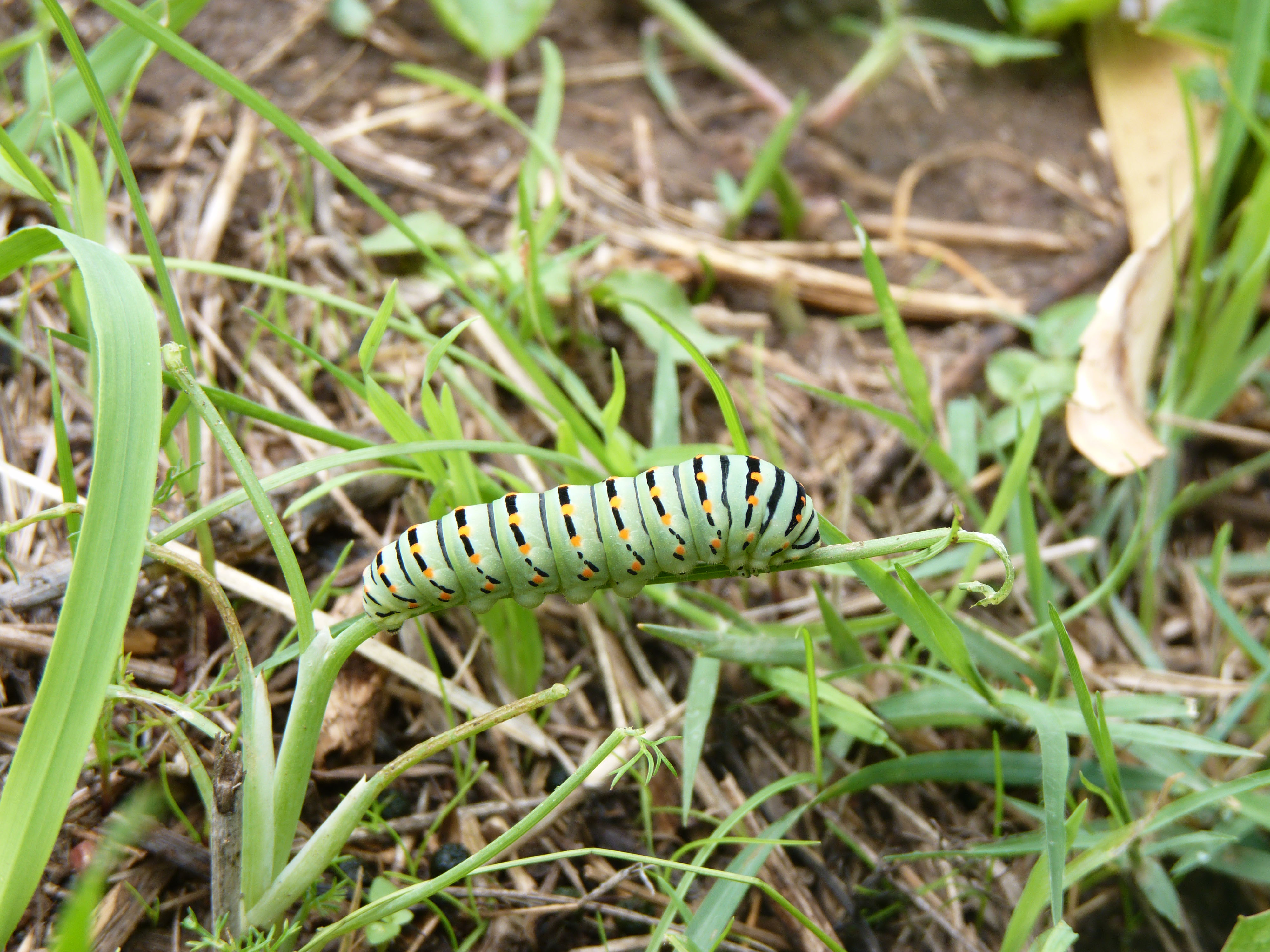 Caterpillar of Papilio machaon
