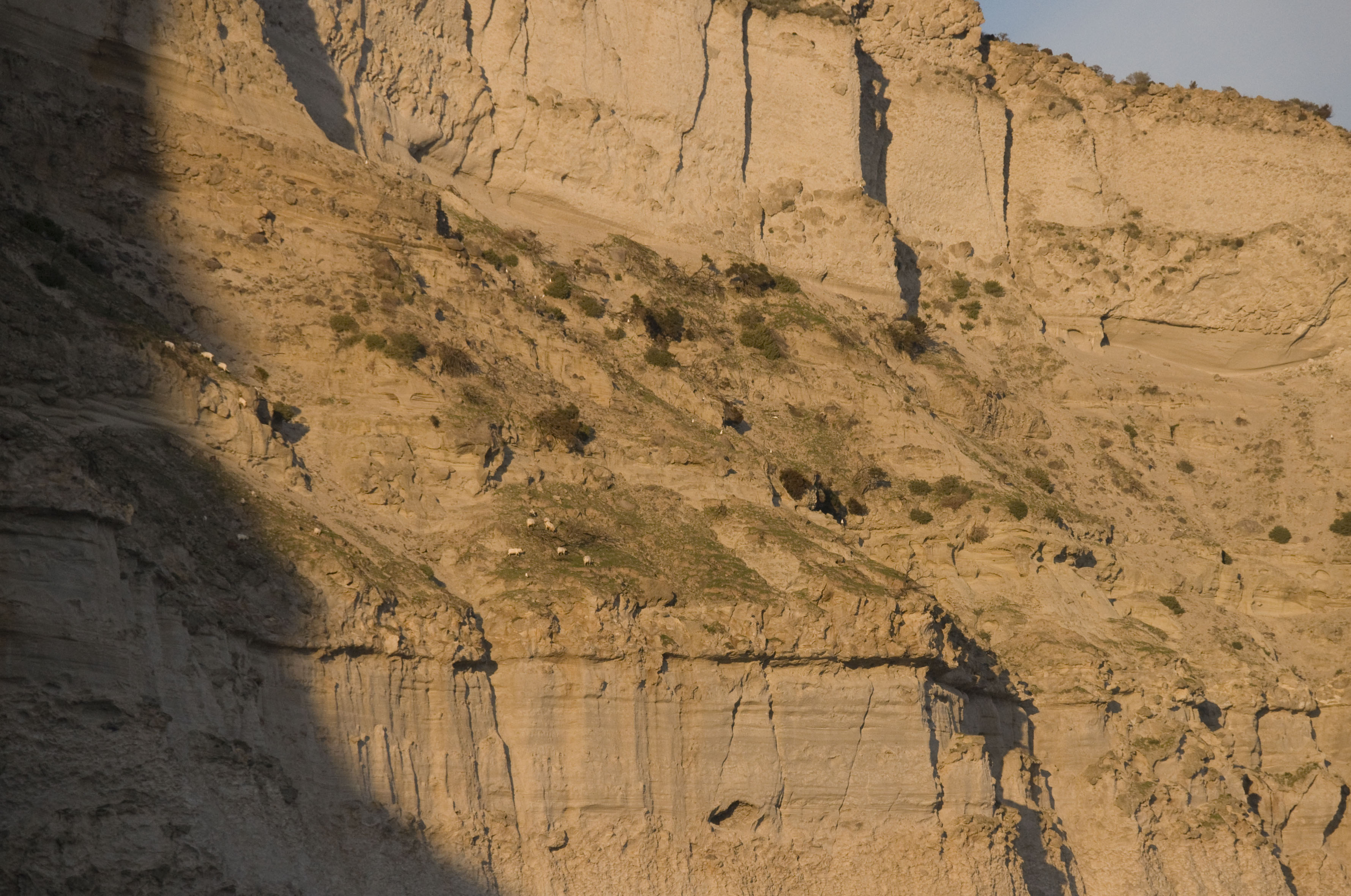 Goats in Palmarola