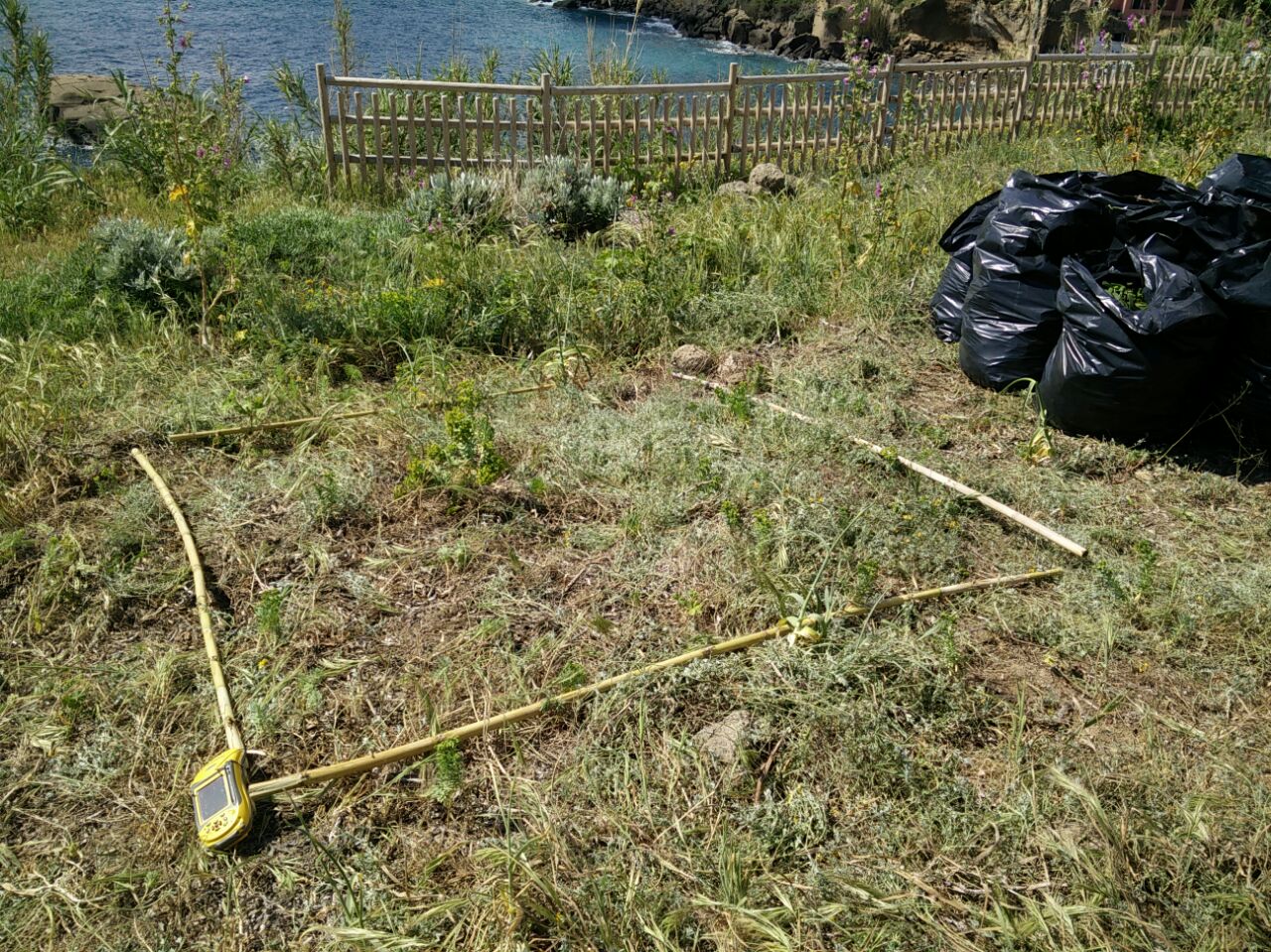 Eradication of Carpobrotus in Ventotene: after