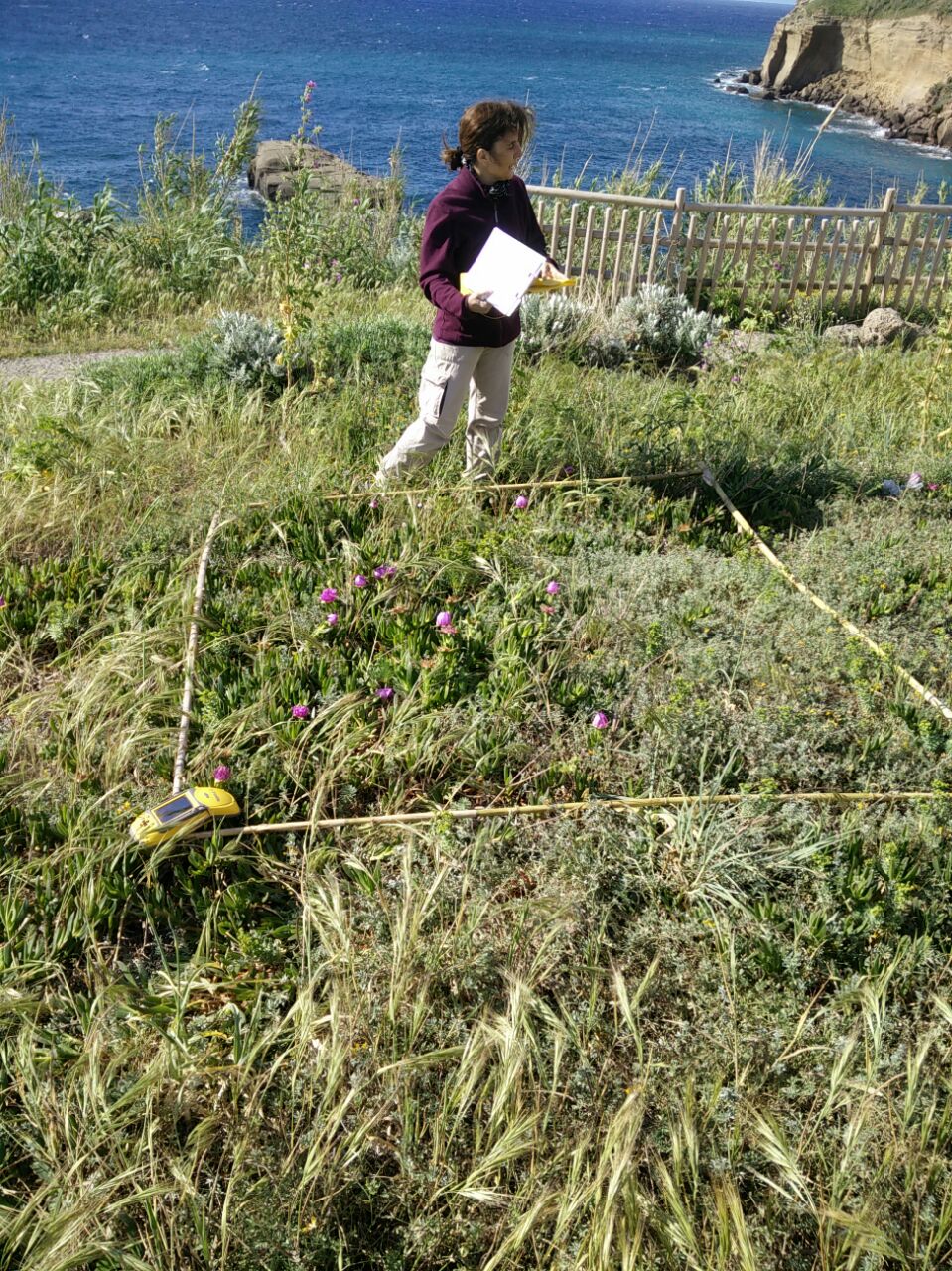 Eradication of Carpobrotus in Ventotene: before