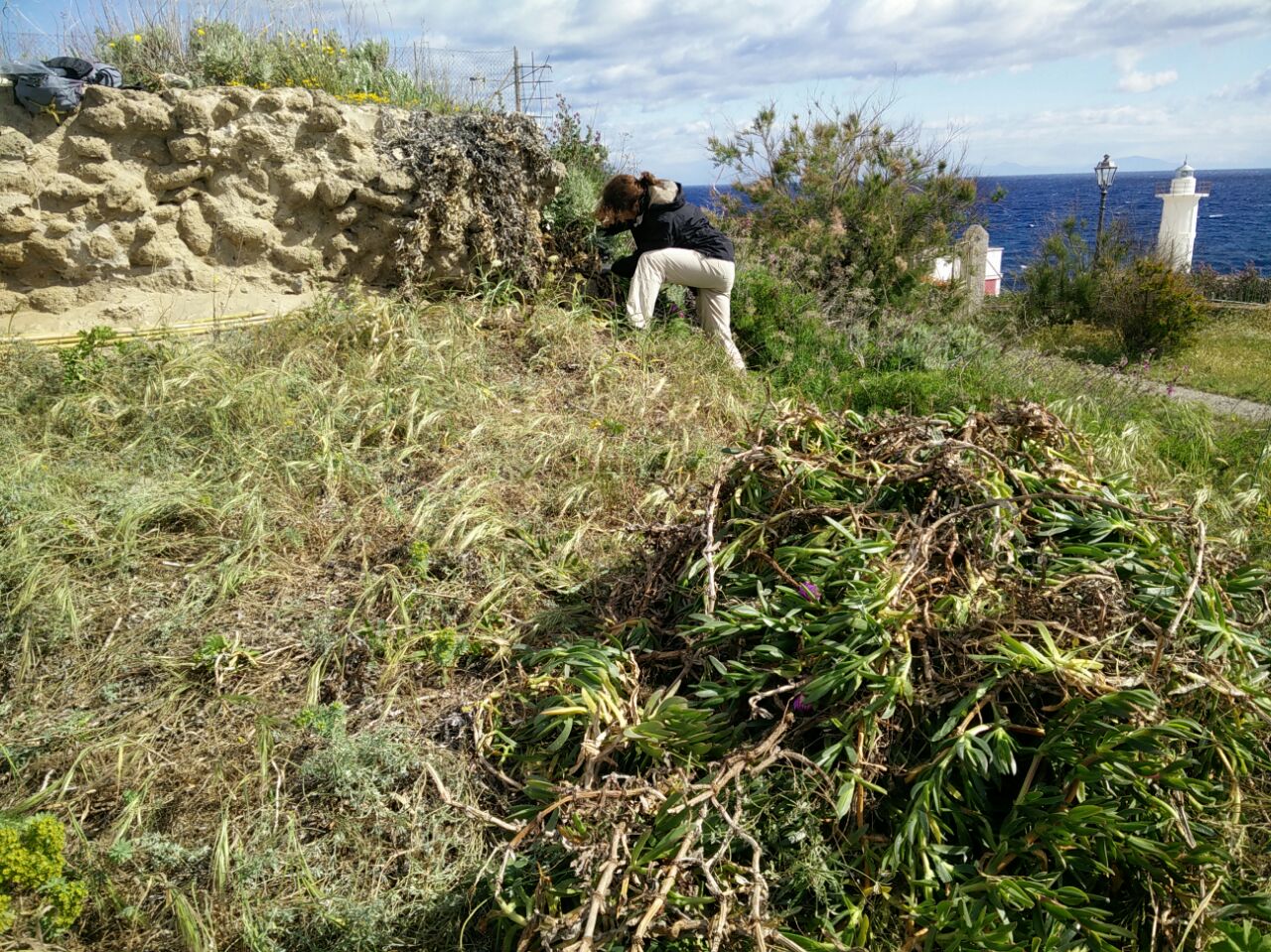 Eradication of Carpobrotus in Ventotene