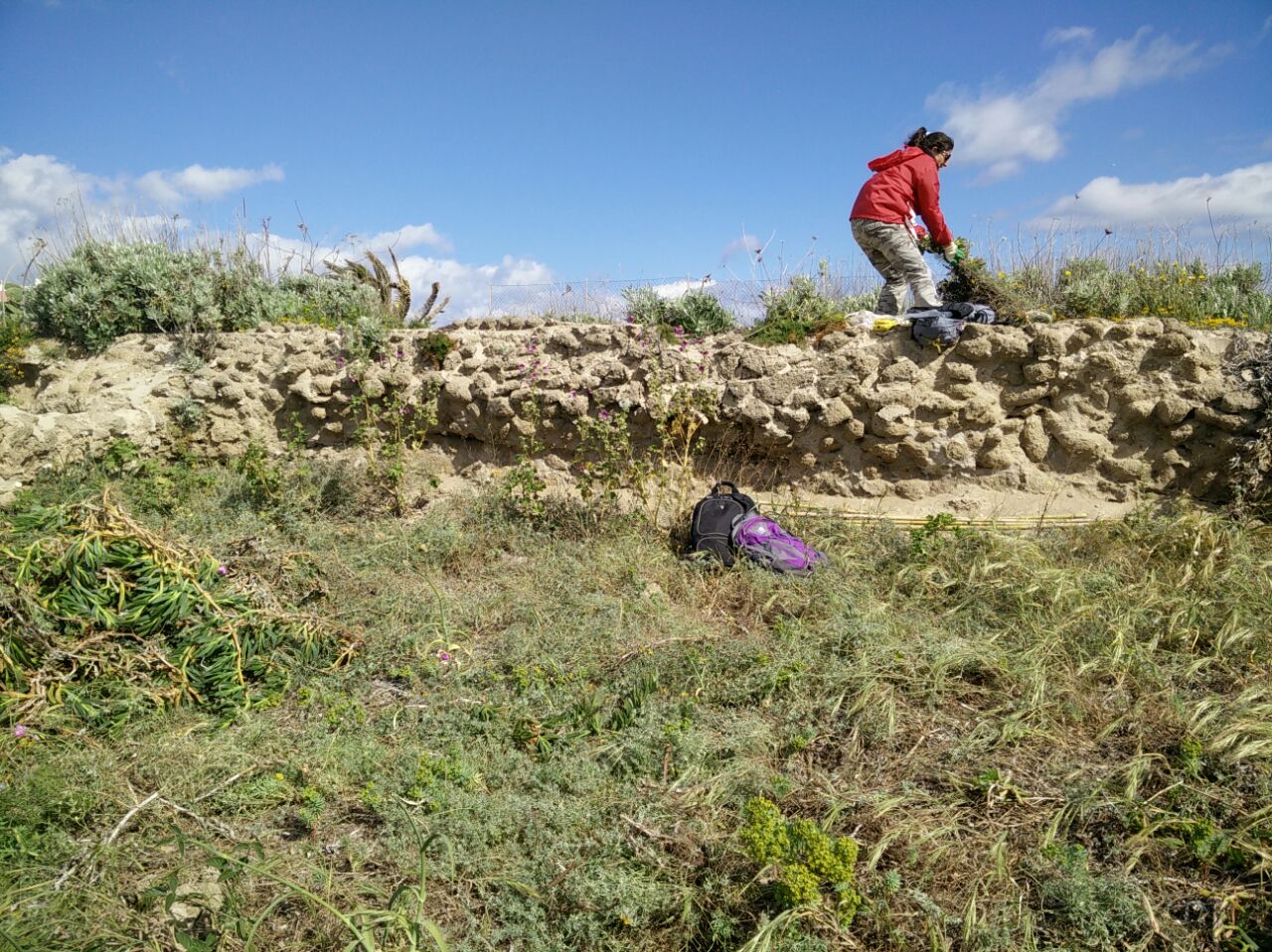 Eradication of Carpobrotus in Ventotene