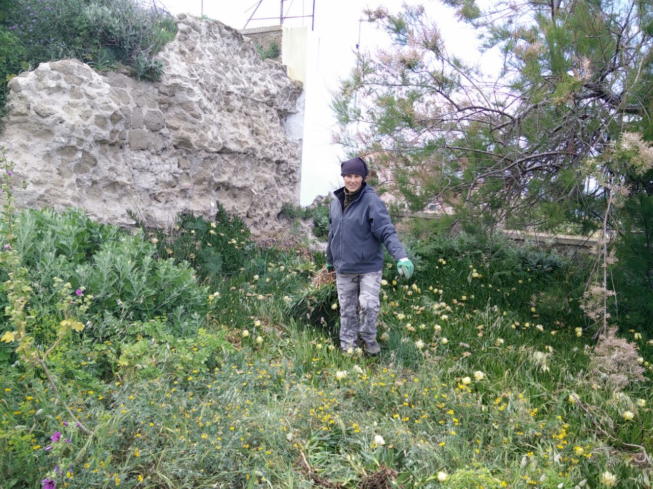 Eradication of Carpobrotus in Ventotene