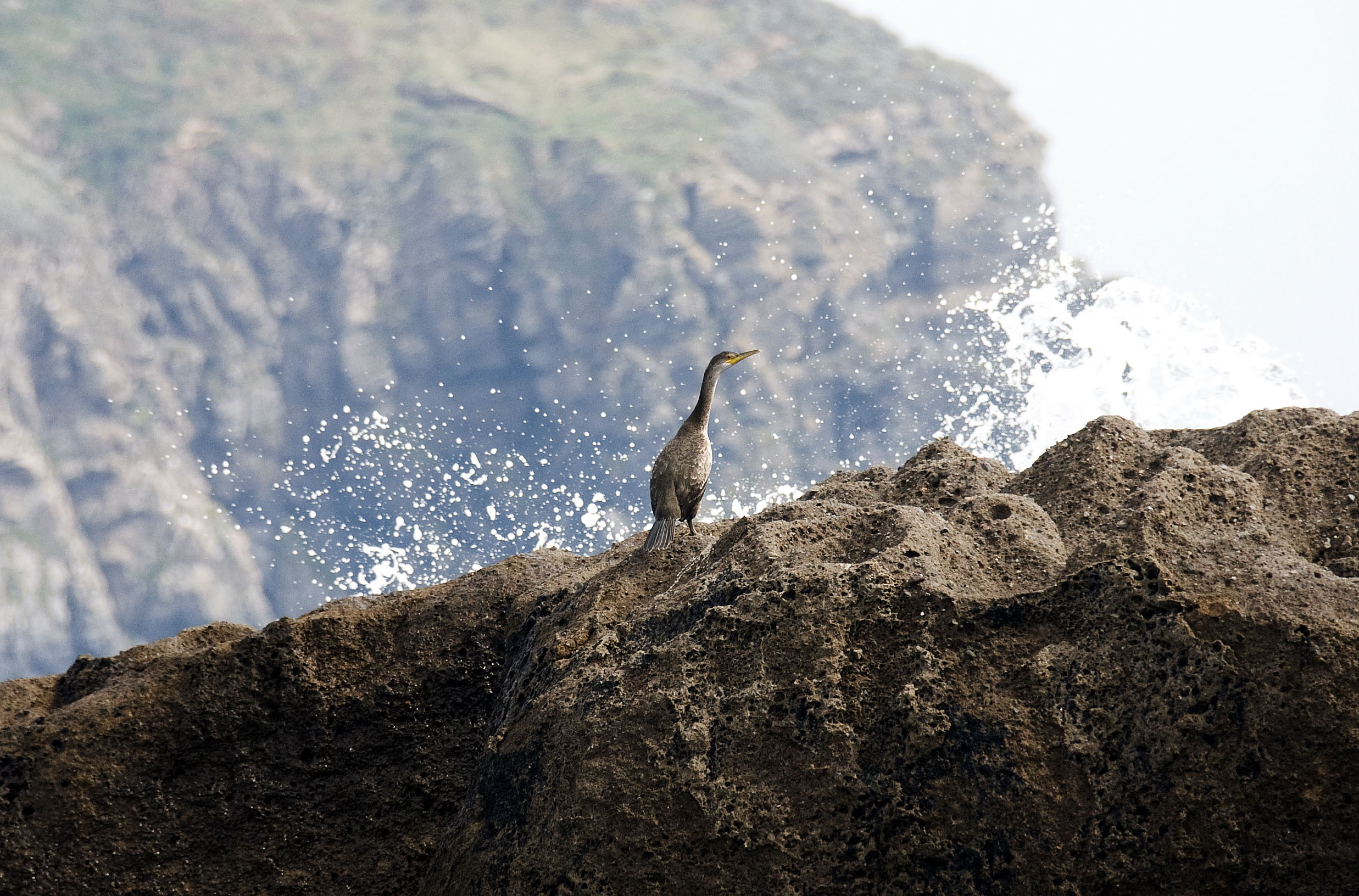 European shag