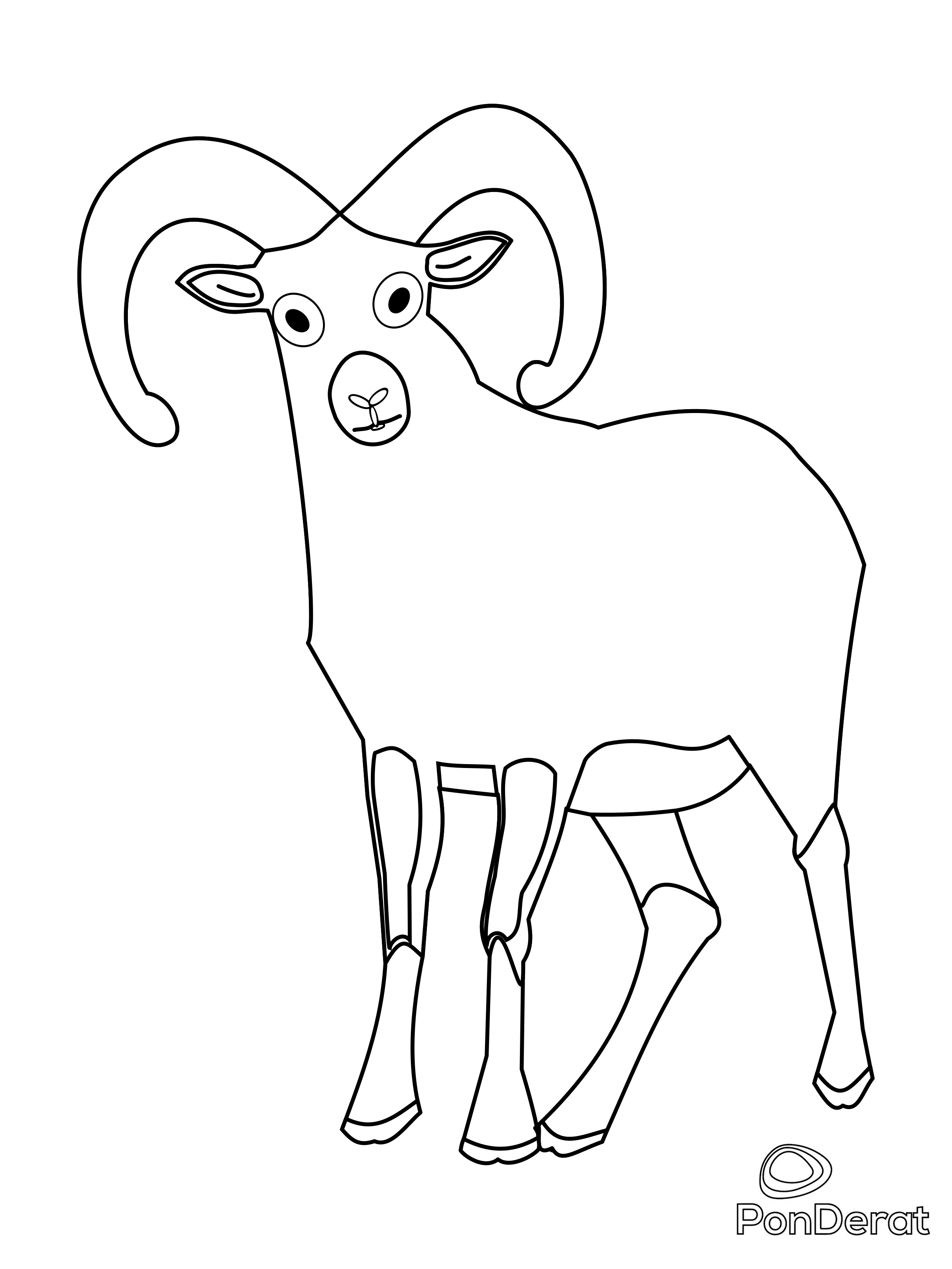 Muflone (Ovis musimon) - disegno di Marianna Di Santo