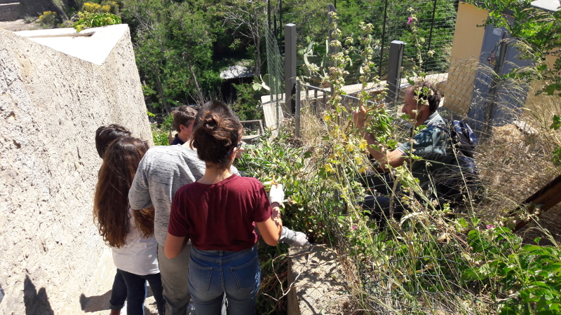 Eradication of invasive alien plants with the students of Ventotene