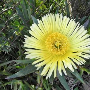 Carpobrotus edulis along the road edge, Ventotene (picture by R. Copiz)