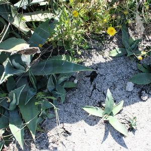 Diffusione per riproduzione vegetativa di Agave americana (foto E. Carli)