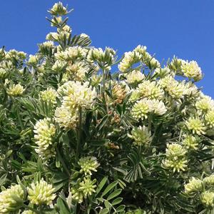 Vulneraria barba di Giove (Anthyllis barba jovis) - Foto Agnese Tilia