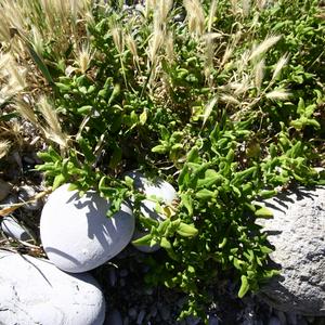 Tetragonia tetragonioides, Palmarola (photo E. Carli)