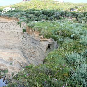 Fiordaliso di Ventotene (Centaurea aeolica subsp pandataria). Notare la minaccia portata dal Fico degli Ottentotti, pianta aliena invasiva - Foto di Emanuela Carli