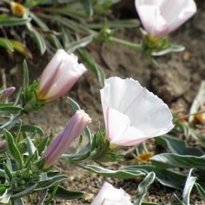 Vilucchio striato (Convolvulus lineatus L.) a Ventotene (Foto Agnese Tilia)