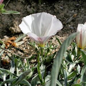 Vilucchio striato (Convolvulus lineatus L.) a Ventotene (Foto Emanuela Carli)