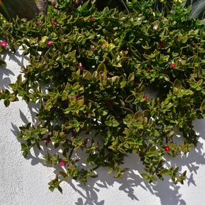 Piante invasive sulle Isole Ponziane - Erba cristallina a foglie cordate - Foto n. 2
