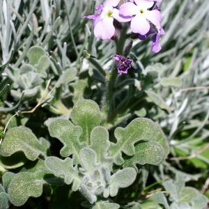 Three horned stock (Matthiola tricuspidata) (Photo E. Carli)