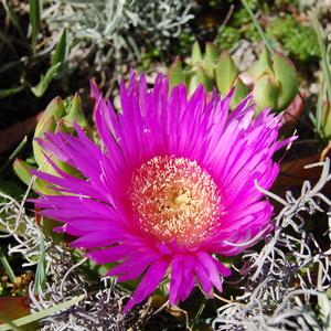 Carpobrotus cfr acinaciformis, Punta Eolo, Ventotene (foto R. Frondoni)