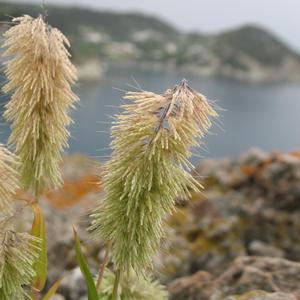 Lamarkia aurea a Ponza (Foto Gianluca Nicolella )