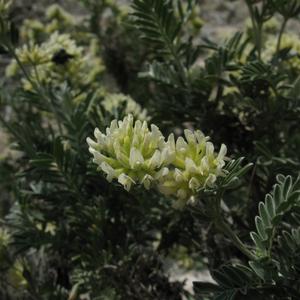 Vulneraria barba di Giove (Anthyllis barba jovis) - Foto Gianluca Nicolella