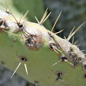 Spines and areoles on the cladode. (photo Emanuela Carli)