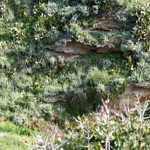 Fiordaliso di Ventotene (Centaurea aeolica subsp pandataria). Notare la minaccia portata dal Fico d'India (Opuntia ficus-indica) pianta aliena invasiva - Foto di Emanuela Carli