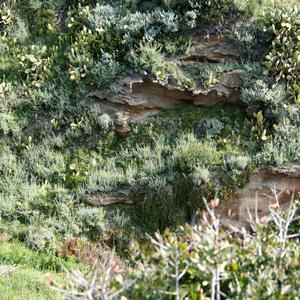 Centaurea aeolica subsp pandataria.  threatened by Indian fig opuntia (Opuntia ficus indica), an invasive alien plant - Photo Emanuela Carli