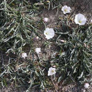 Vilucchio striato (Convolvulus lineatus L.) a Ventotene (Foto Emanueala Carli)