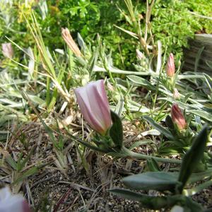 Vilucchio striato (Convolvulus lineatus L.) a Ventotene (Foto Agnese Tilia)