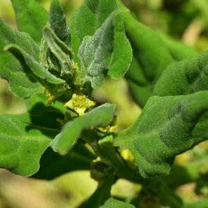 Flowers and leaves of Tetragonia tetragonioides (photo R. Frondoni)