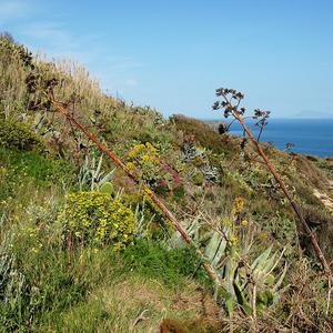 Infiorescenze di agavi a Punta dell'Arco, Ventotene (foto R. Frondoni)