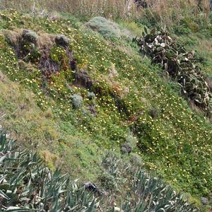 Ampio popolamento di Carpobrotus, ancora da eradicare, a Santo Stefano (foto R. Frondoni)