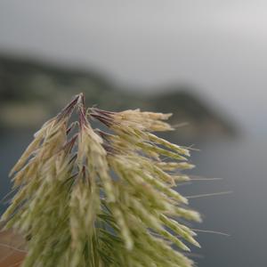 Lamarkia aurea a Ponza (Foto Gianluca Nicolella )