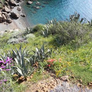 Invasione di Agave a Parata Grande, Ventotene (foto R. Copiz)