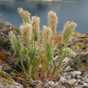 Lamarkia aurea a Ponza (Foto Gianluca Nicolella )