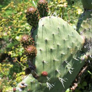 Long white spines and tuffs of short glochids (tiny, spiny hairs). (photo Emanuela Carli)