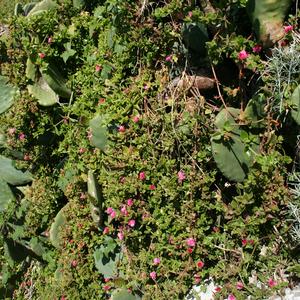 Mesembryanthemum cordifolium in Ventotene, Cala Battaglia (foto Carli)