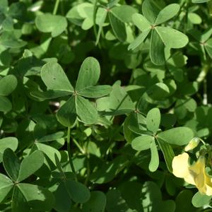 Leaves are made of 3 heart-shaped segments and remind clovers (Photo R. Frondoni)