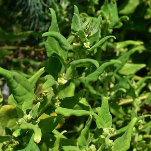 Flowers and leaves of Tetragonia tetragonioides (photo R. Frondoni)