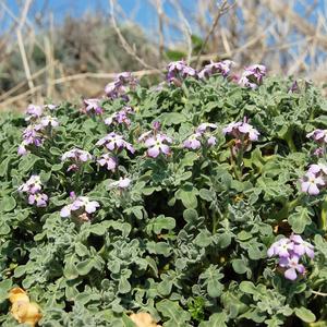 Violaciocca marina (Matthiola tricuspidata) (foto R. Frondoni)