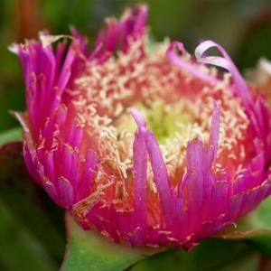 Esempio di predazione di roditori su Carpobrotus a Santo Stefano (foto E. Carli)