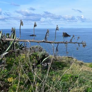 Infiorescenza secca di agave, Punta Eolo, Ventotene (foto R. Frondoni)