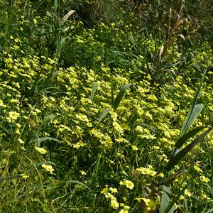 Oxalis pes-caprae sulla discesa per Cala Nave, Ventotene (foto R. Frondoni)