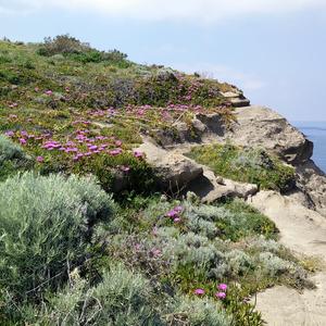 Denso popolamento di Carpobrotus a Punta Eolo (ora eradicato), Ventotene 2017 (foto E.Carli)