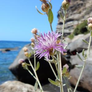 Fiordaliso di Ventotene (Centaurea aeolica subsp pandataria) - Foto di Gianluca Nicolella