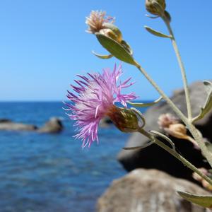 Fiordaliso di Ventotene (Centaurea aeolica subsp pandataria) - Foto di Gianluca Nicolella